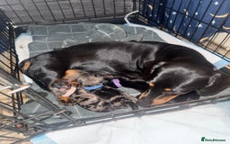 Miniature Dachshund dogs for sale: Ready Now! Smooth coat 1 boy 1 girl - Image 6