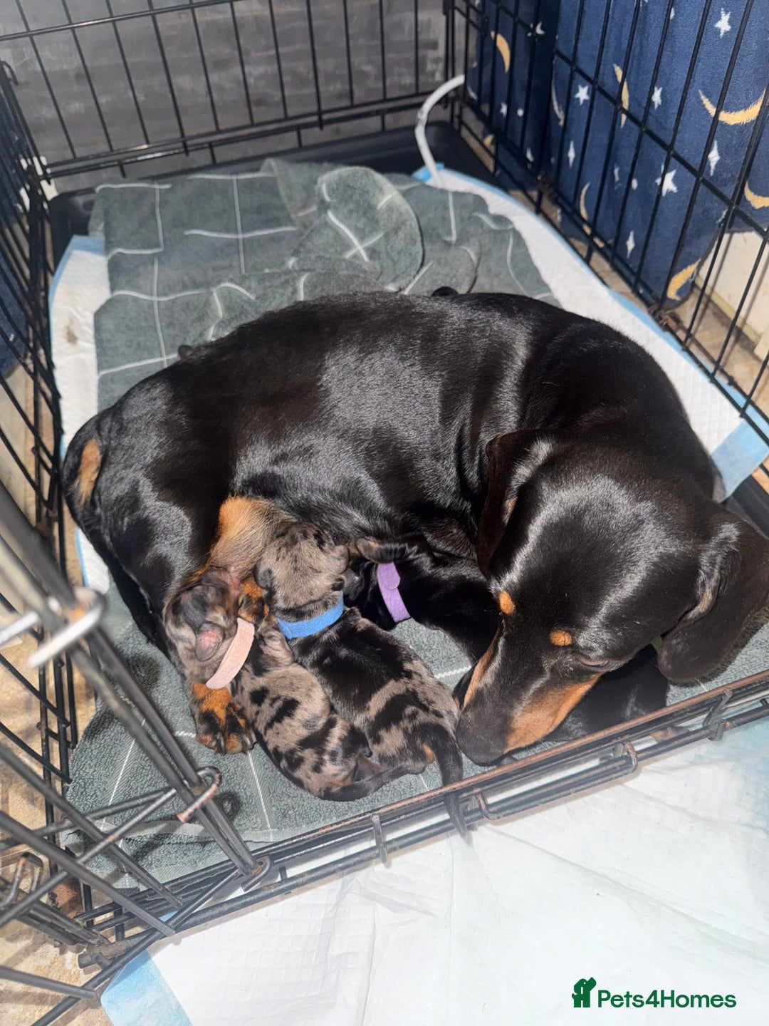 Miniature Dachshund dogs for sale: Ready Now! Smooth coat 1 boy 1 girl - Image 6