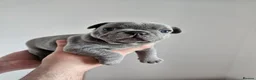 French Bulldog dogs for sale: French bull pups - Advert 10