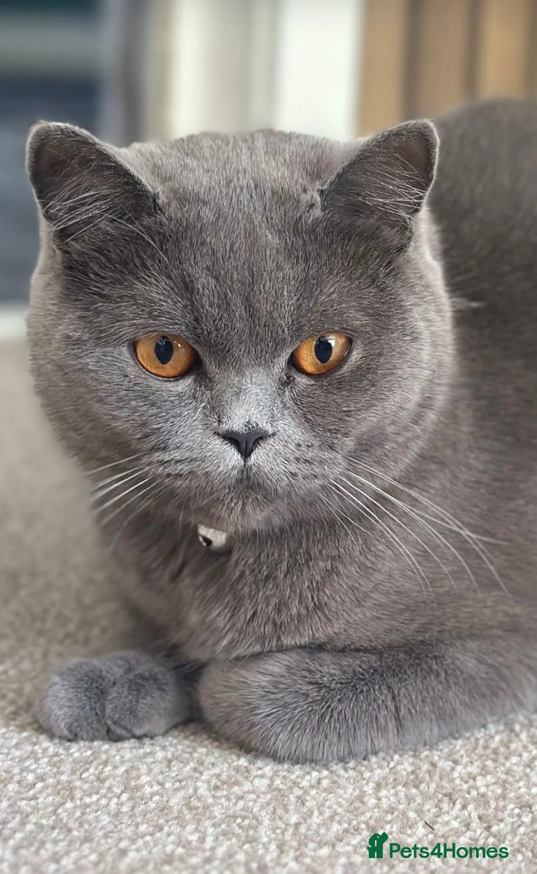 British Shorthair cats for sale: British shorthair blue  - Advert 2