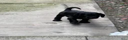 Cocker Spaniel dogs for sale: Working KC Registered Cocker Spaniel Pups. in Livingston - Advert 14