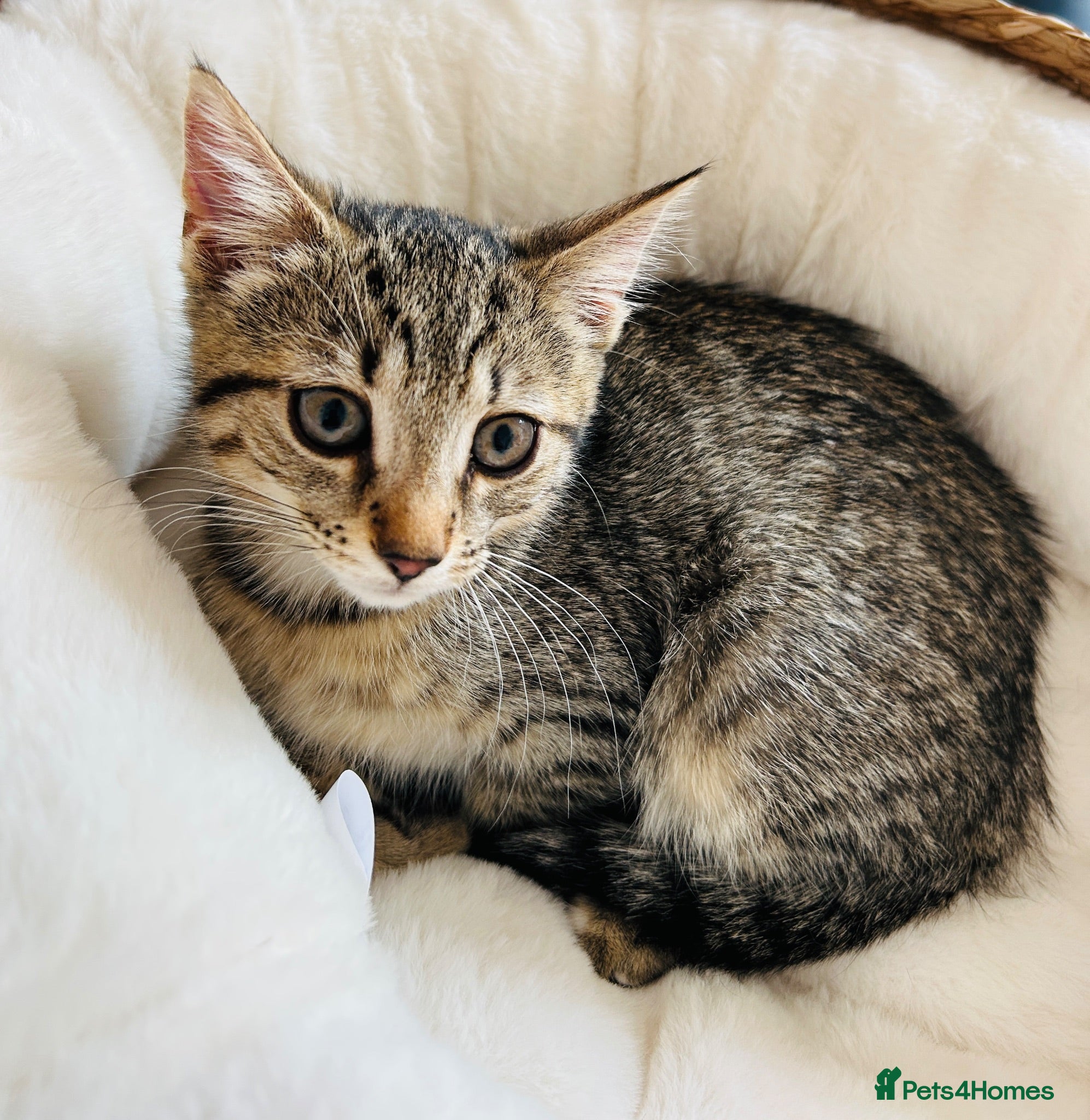 Mixed Breed cats Bourbon - Advert 12