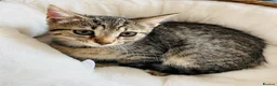 Mixed Breed cats for sale: Bourbon in Reading - Advert 1
