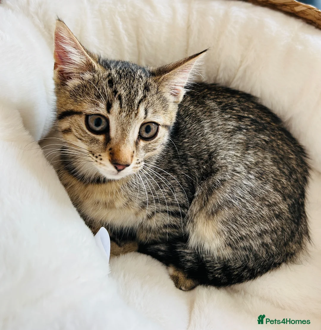 Mixed Breed cats for sale: Bourbon in Reading - Advert 1
