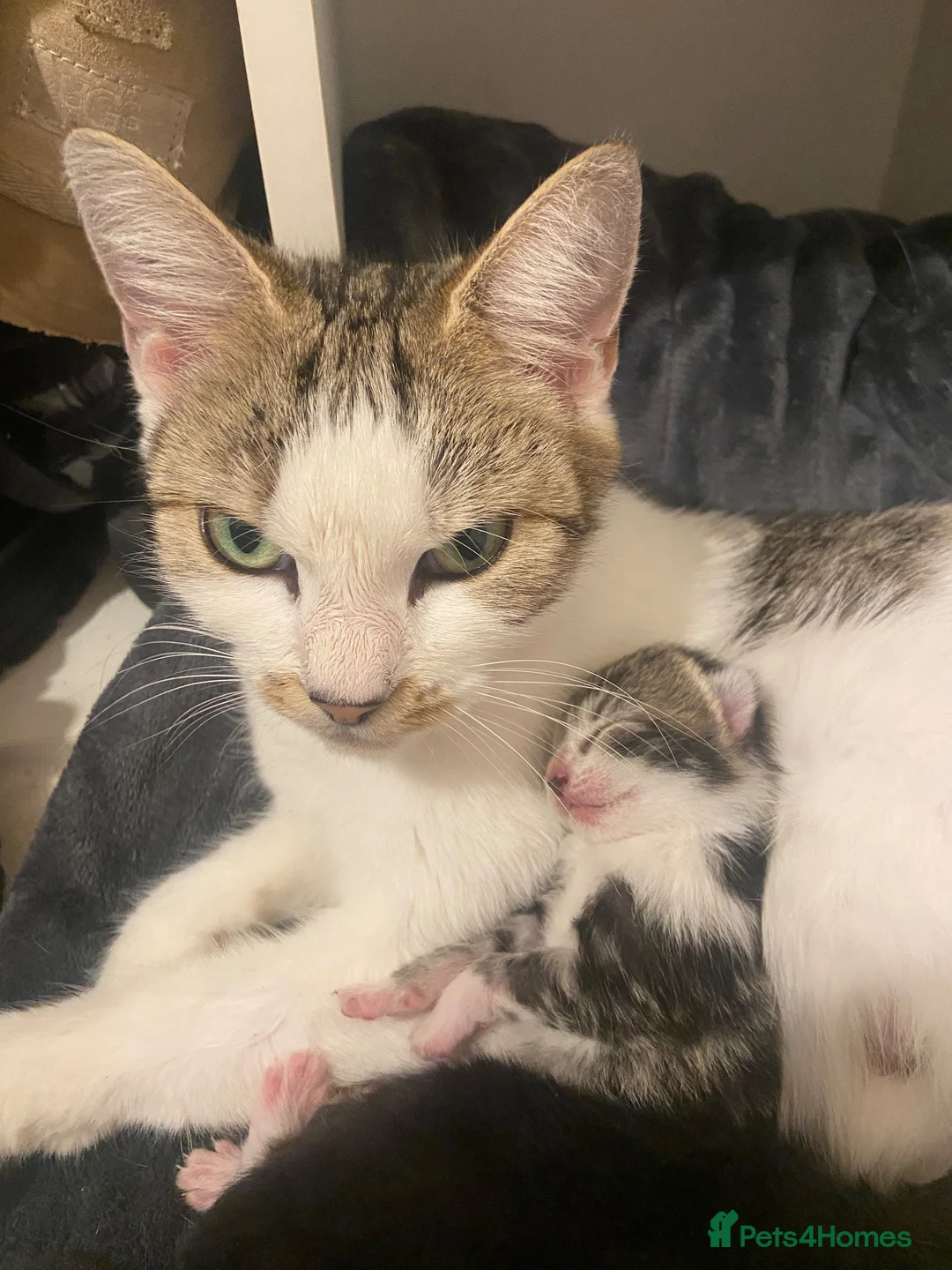 Mixed Breed cats for adoption: Selling Two beautiful kittens  - Advert 3