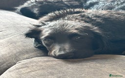 Mixed Breed dogs for sale: Spangold retrievers in Stourport-on-Severn - Image 3