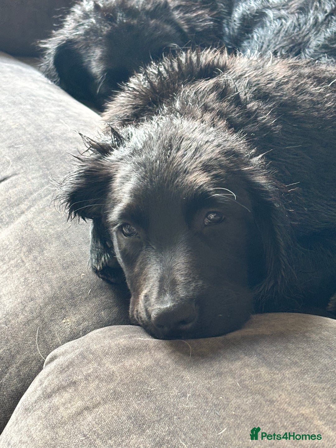 Mixed Breed dogs for sale: Spangold retrievers in Stourport-on-Severn - Image 3
