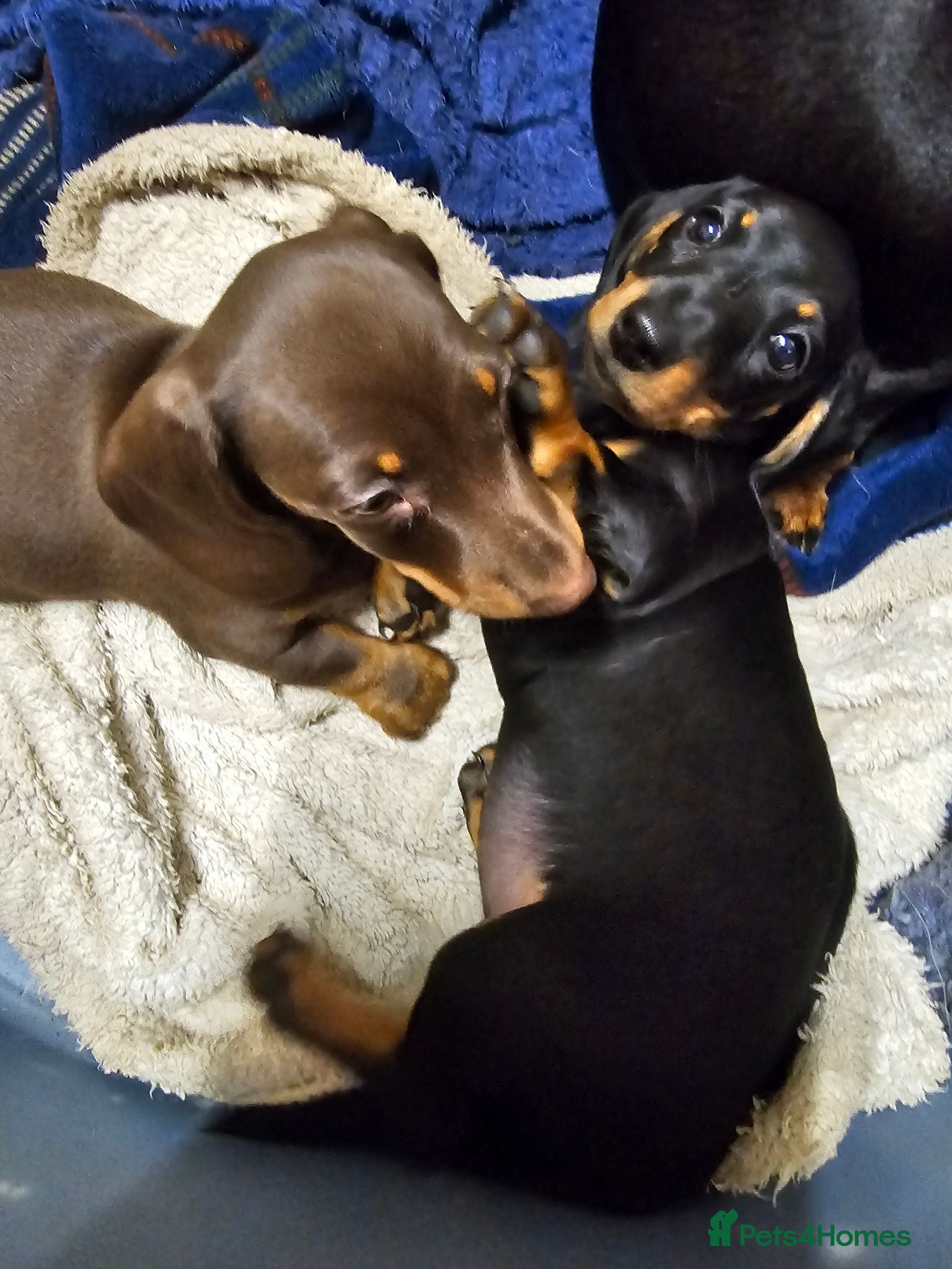 Miniature Dachshund dogs Superb miniature smooth haired Dachshunds. - Advert 2