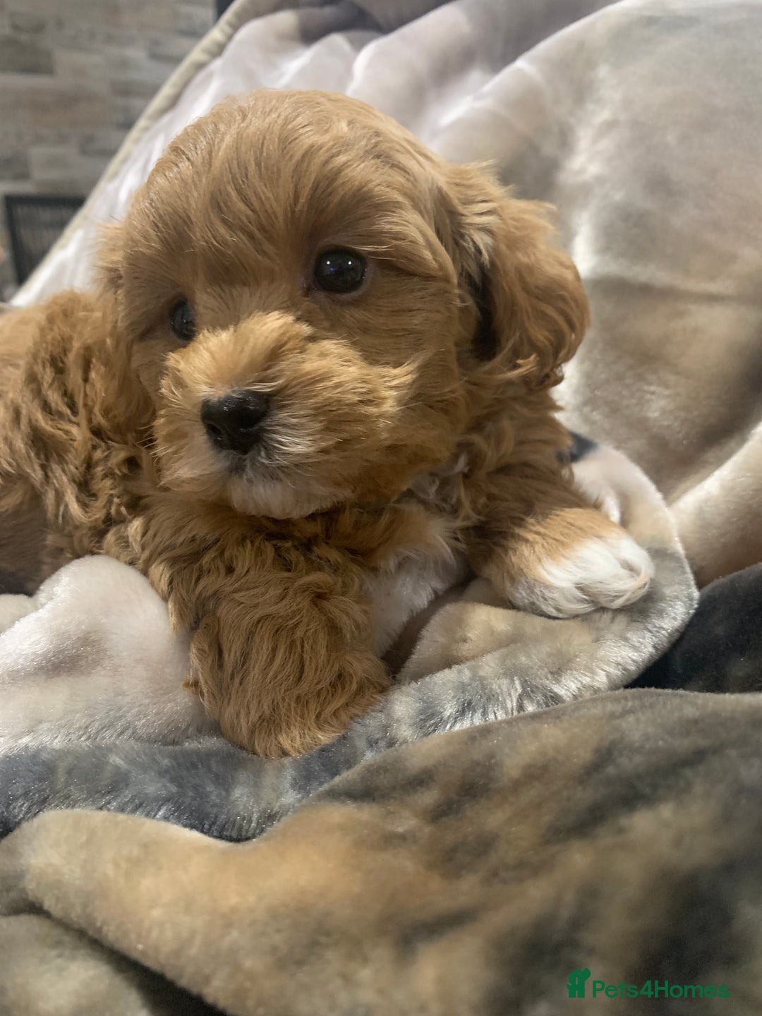 Maltipoo dogs for sale: Maltipoo puppies for sale  - Advert 4