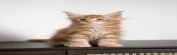 Maine Coon cats for sale: 5 Beautiful Russian Import Kittens TICA - Advert 5