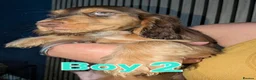 Cocker Spaniel dogs for sale: Beautiful cocker pups - Advert 1