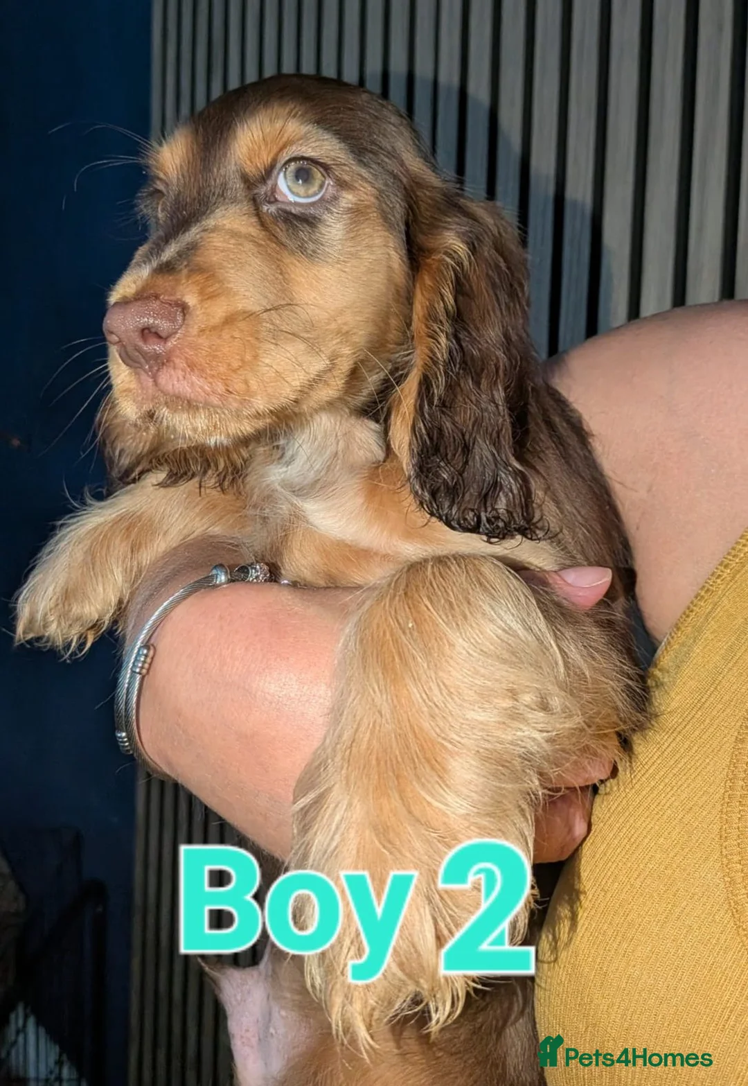 Cocker Spaniel dogs for sale: Beautiful cocker pups - Advert 1