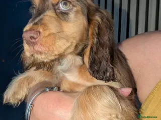 Cocker Spaniel dogs Beautiful cocker pups - Advert 1