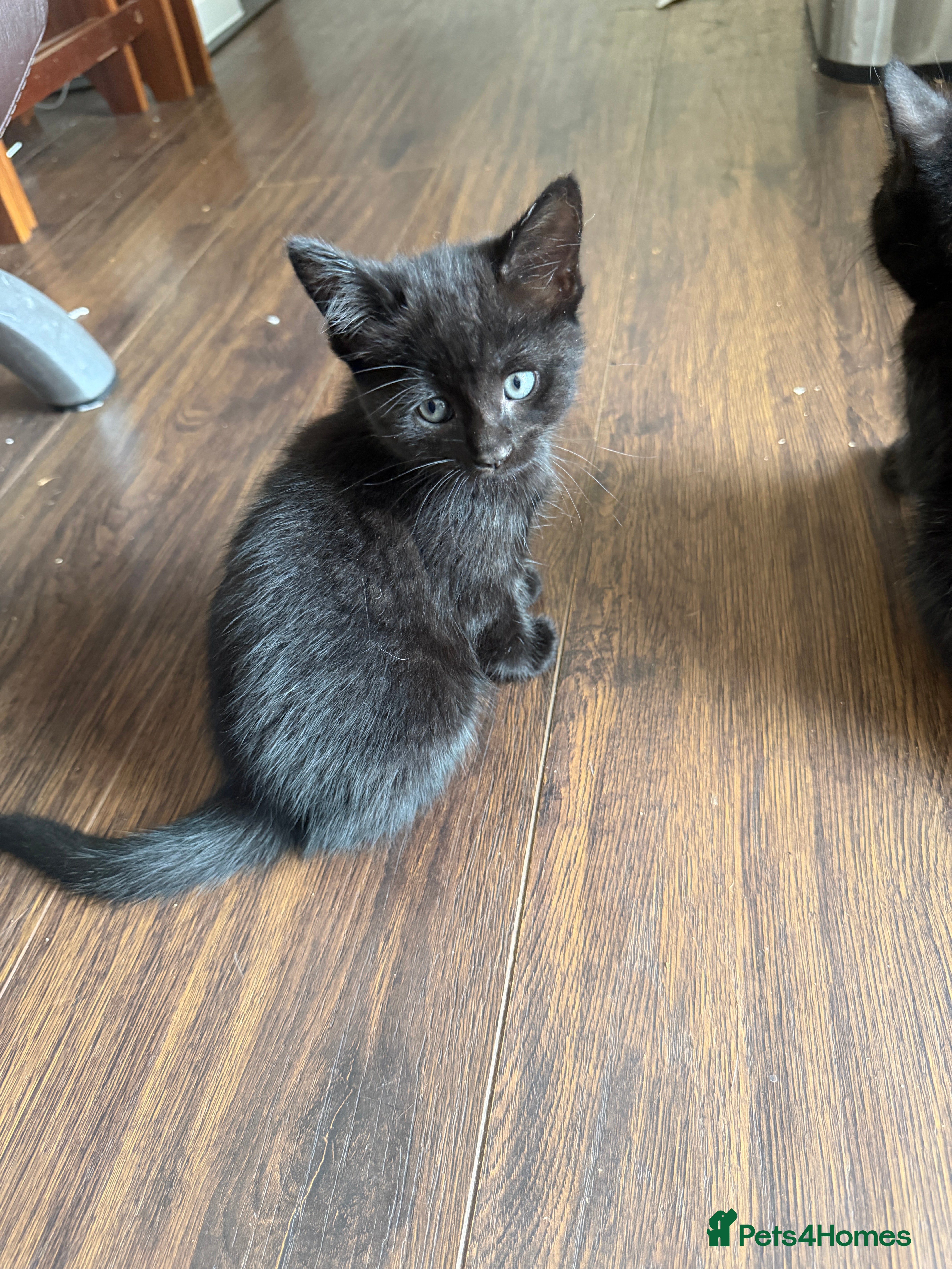 Mixed Breed cats for sale: 5 kittens for sale - Advert 4