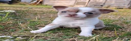 Chihuahua dogs for sale: Chihuahua Puppies  in Norwich - Advert 33