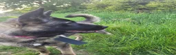 Mixed Breed dogs for sale: German Shepherd X Japanese Akita - Advert 3