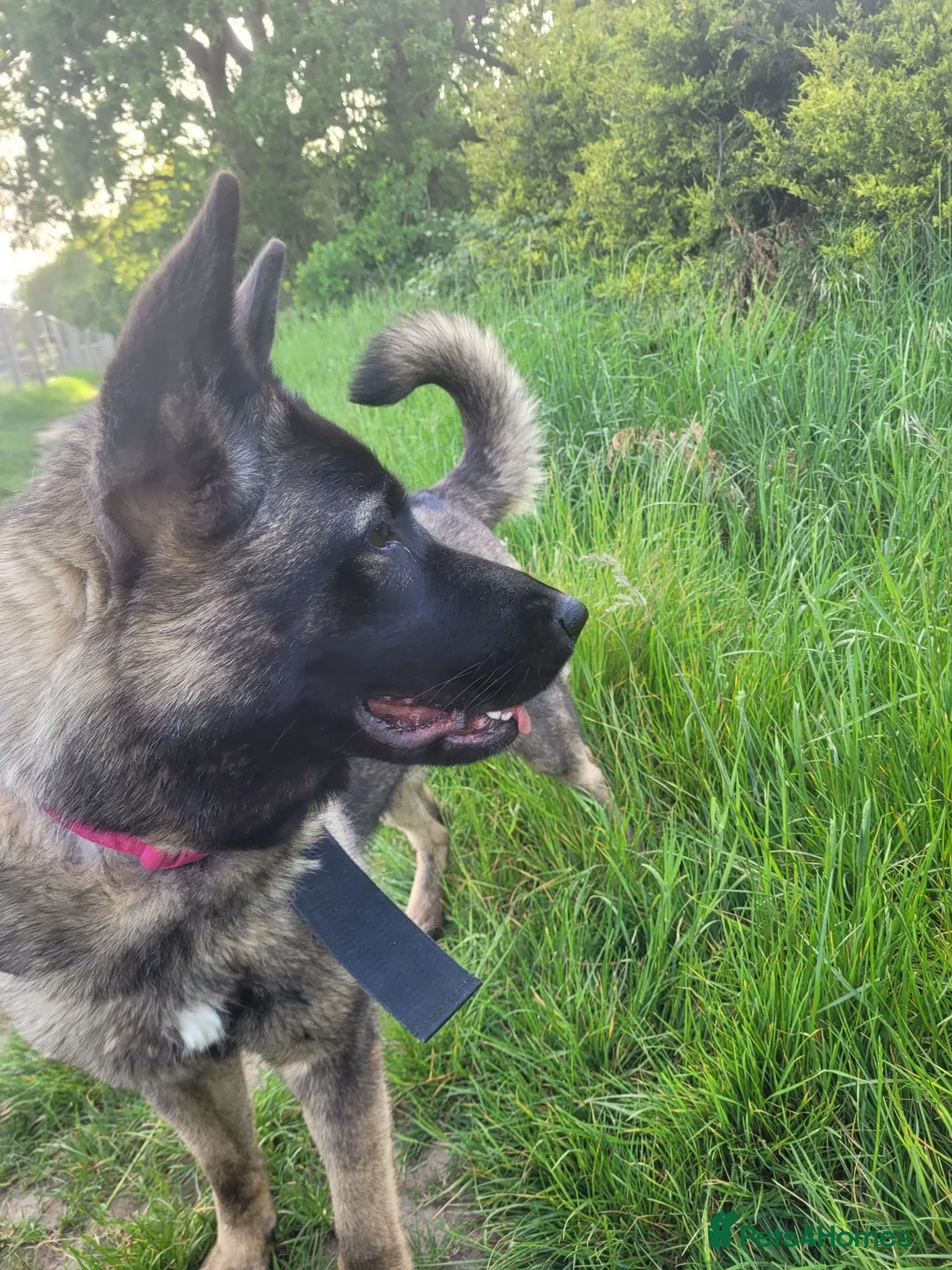 Mixed Breed dogs for sale: German Shepherd X Japanese Akita - Advert 3