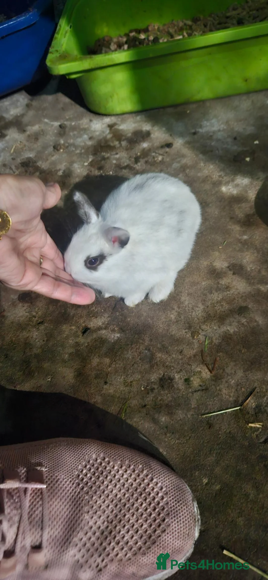 Mixed Breed rabbits for sale: They are 4 and 13 weeks olds 💞 - Advert 1