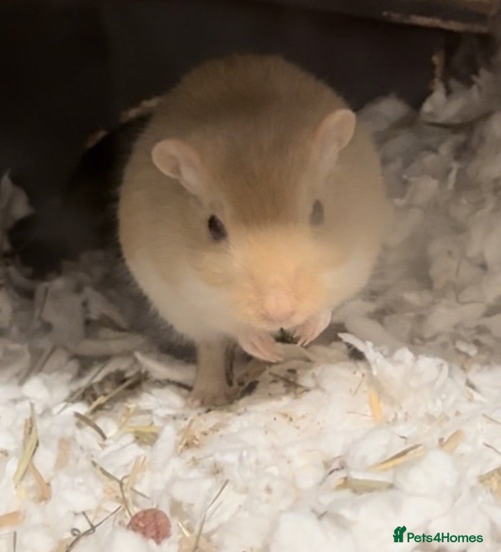 Gerbil rodents 2 Female Gerbils Looking for a Loving Home 🐹 - Advert 1