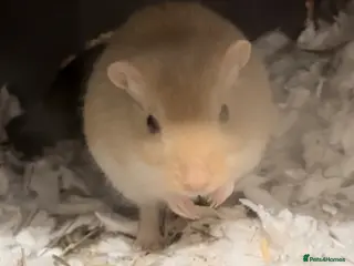 Gerbil rodents 2 Female Gerbils Looking for a Loving Home 🐹 - Advert 7