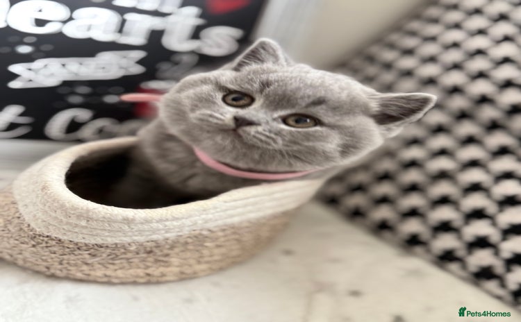 British Shorthair cats - Advert 16