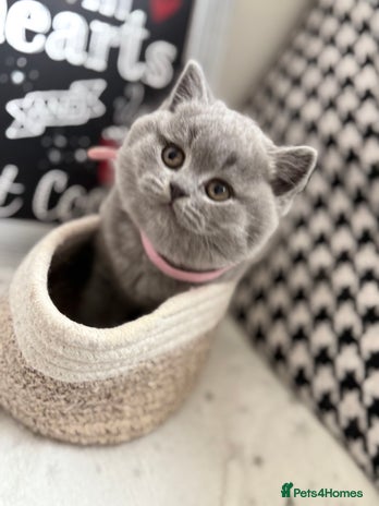 British Shorthair cats Adorable British Shorthair - Advert 10
