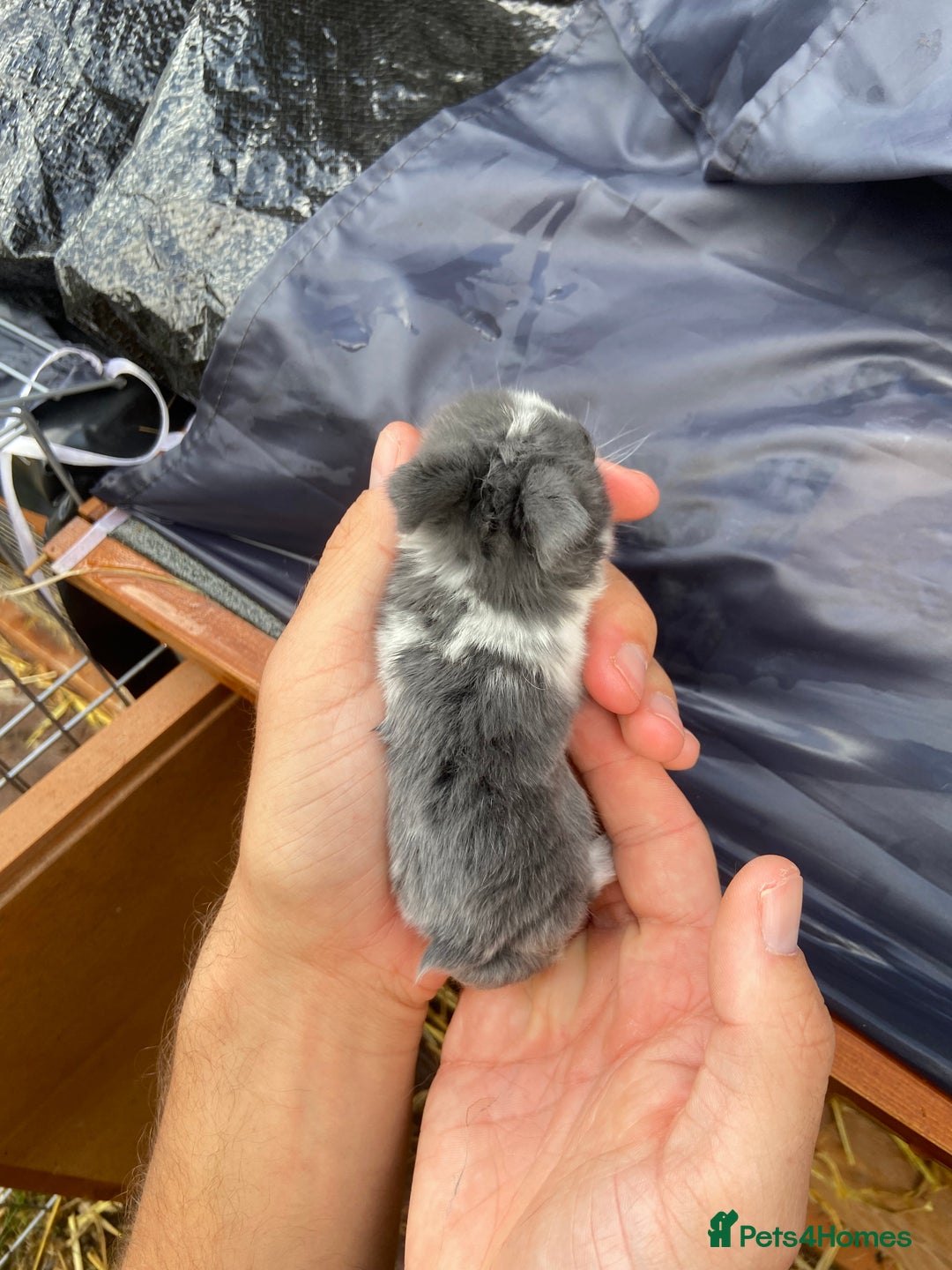 Mini Lop rabbits for sale: 🌹🍓outstanding pure mini lops 🍓🌹 - Image 4