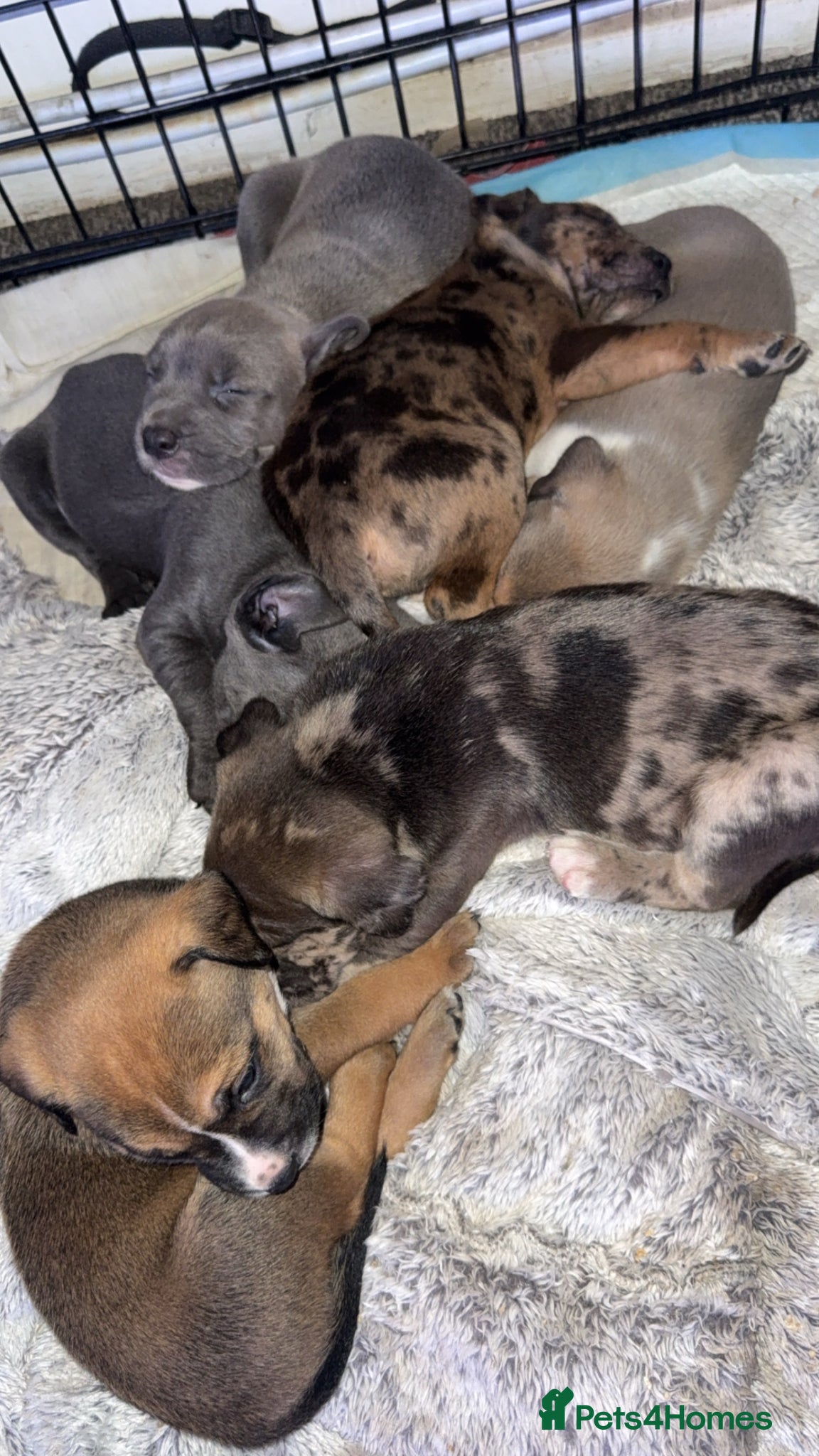 Mixed Breed dogs Six Beautiful Mix Husky/Italian Mastiff Puppies - Advert 16