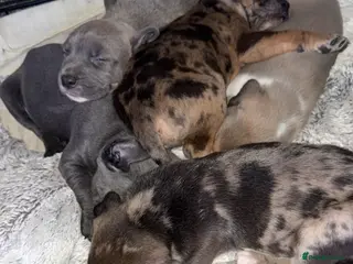 Mixed Breed dogs Six Beautiful Mix Husky/Italian Mastiff Puppies - Advert 16