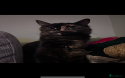 Mixed Breed cats for sale: 2 year old female for new home - Image 3