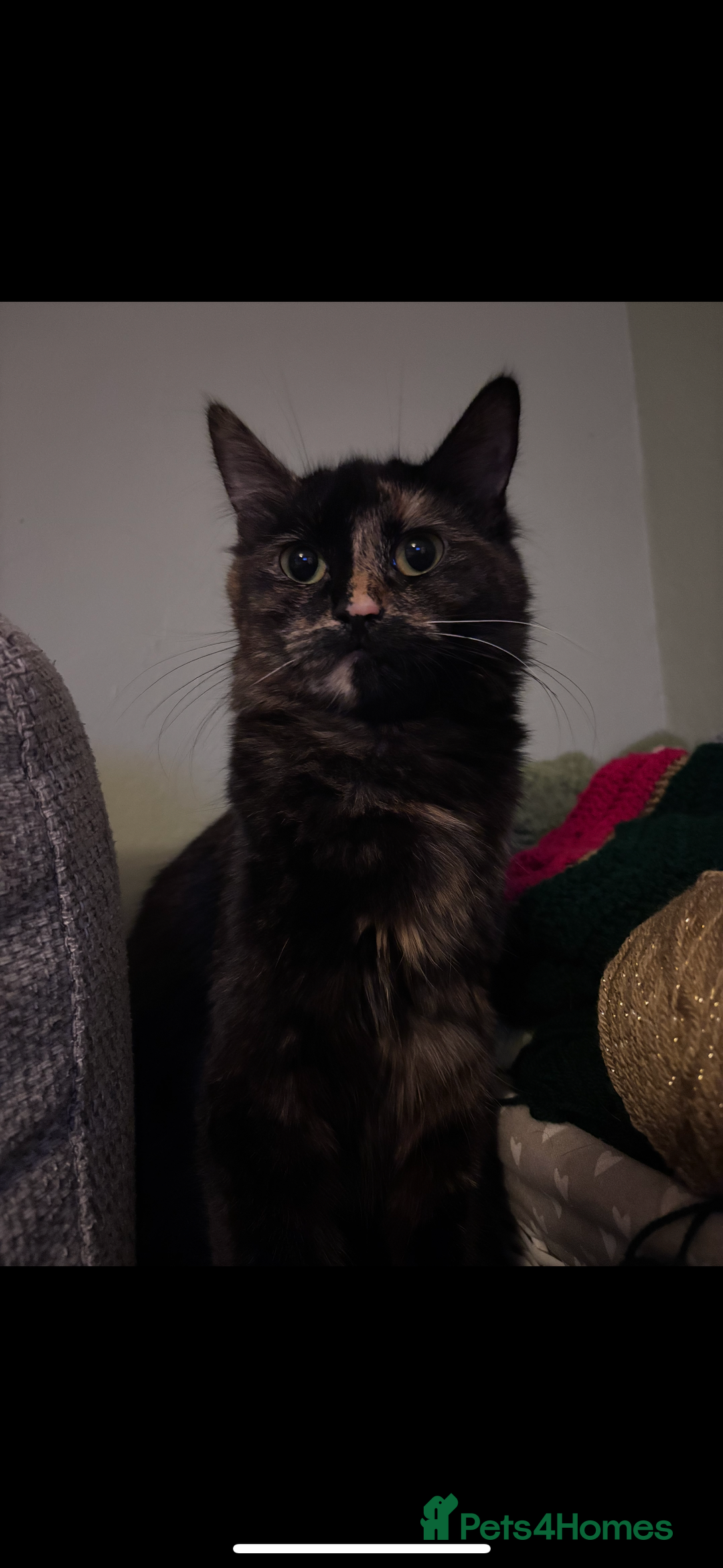 Mixed Breed cats for sale: 2 year old female for new home - Image 3
