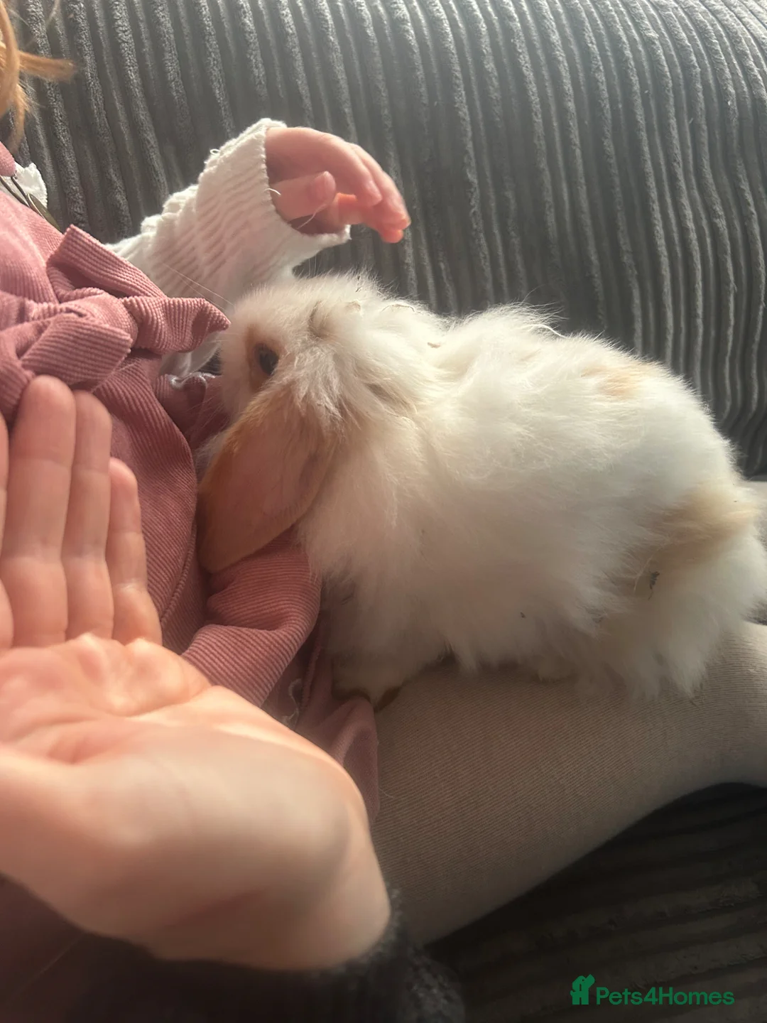 Mini Lion Lop rabbits for sale: Gorgeous fluffy loveable little boy  in Bideford - Advert 3