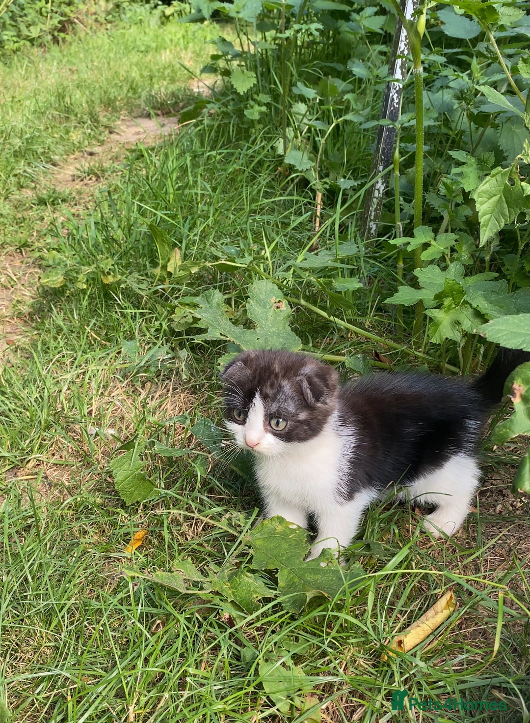 Scottish Fold cats for sale: Beautiful 12-Week-Old Scotch Fold Kitten 🐾 - Image 2