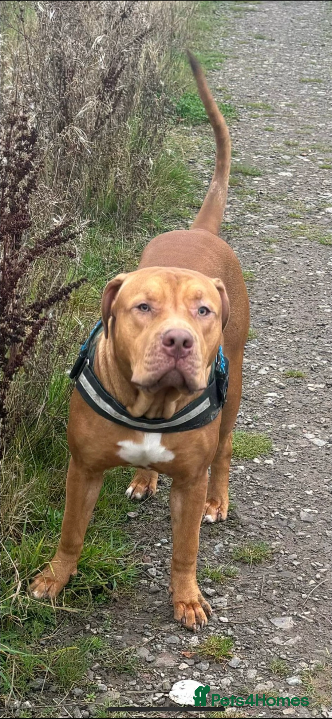American Bull Staffy dogs for sale: Tyson is looking for a new home  - Advert 5