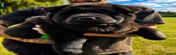 Chow Chow dogs for sale: Black smooth chow chow girl  - Advert 3