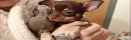 Chihuahua dogs for sale: KC REG Chihuahua puppies rare colours & markings  - Advert 6