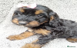 Cockapoo dogs for sale: Cockerpoo puppies - Image 6