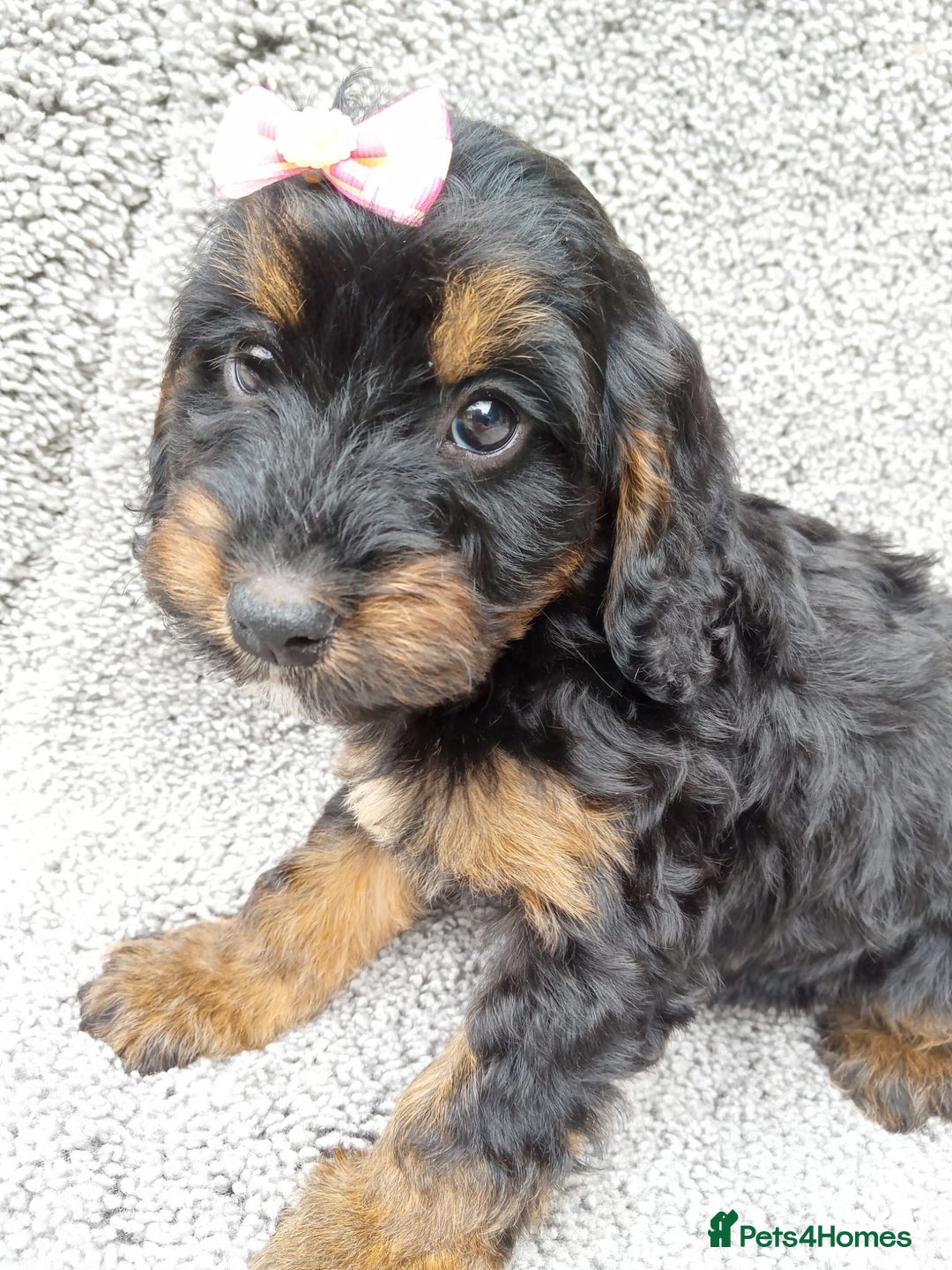 Cockapoo dogs for sale: Cockerpoo puppies - Image 6