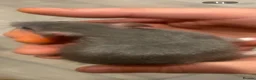Rat rodents for sale: Male and female rats ready for their forever home - Advert 3