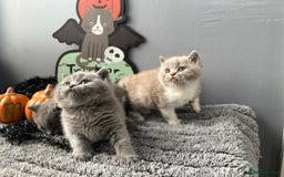 British Shorthair cats for sale: Beautiful British Shorthair Kittens - Image 5