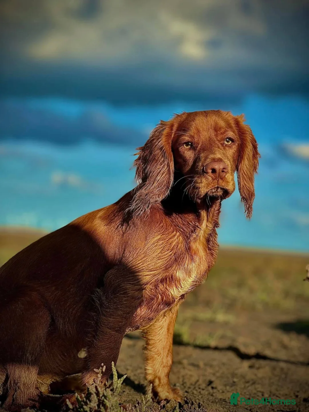 Sprocker dogs for sale: Sprocker Pups - Advert 2