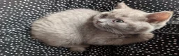 Selkirk Rex cats for sale: 😻 Beautiful Selkirk Rex Kittens 😻 - Advert 15
