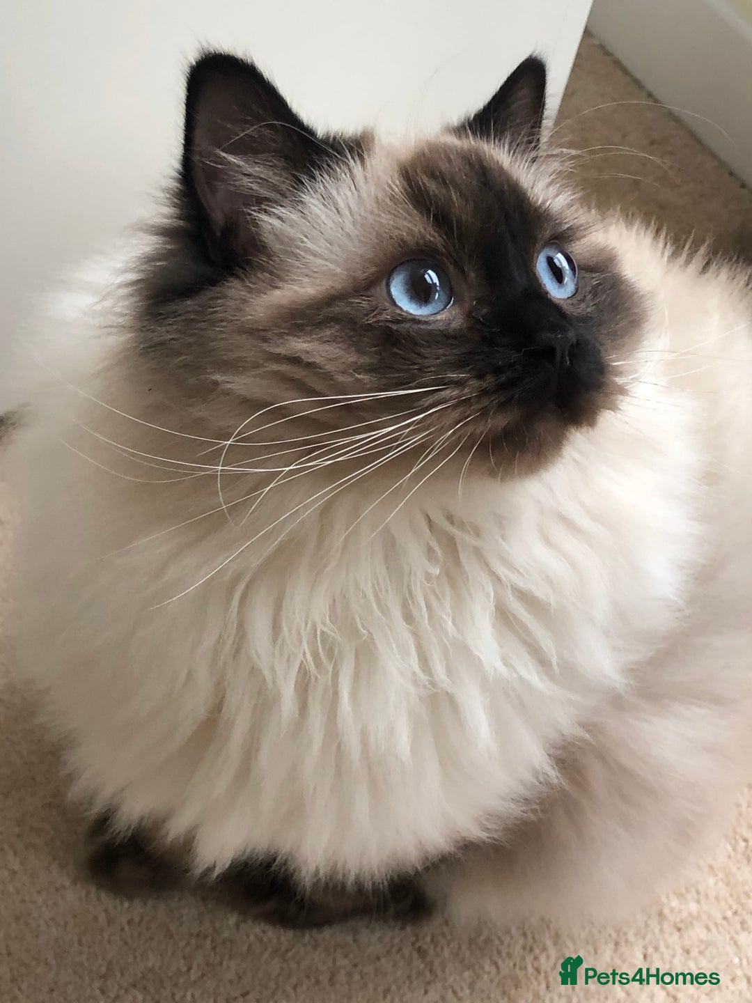 Ragdoll cats for sale: Two adorable ragdolls ready for new home  - Image 3