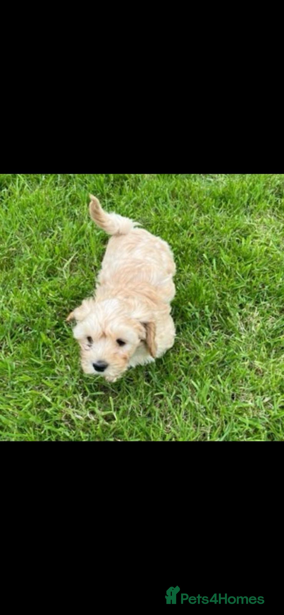 Cockapoo dogs for sale: Cockapoo puppies  - Advert 3