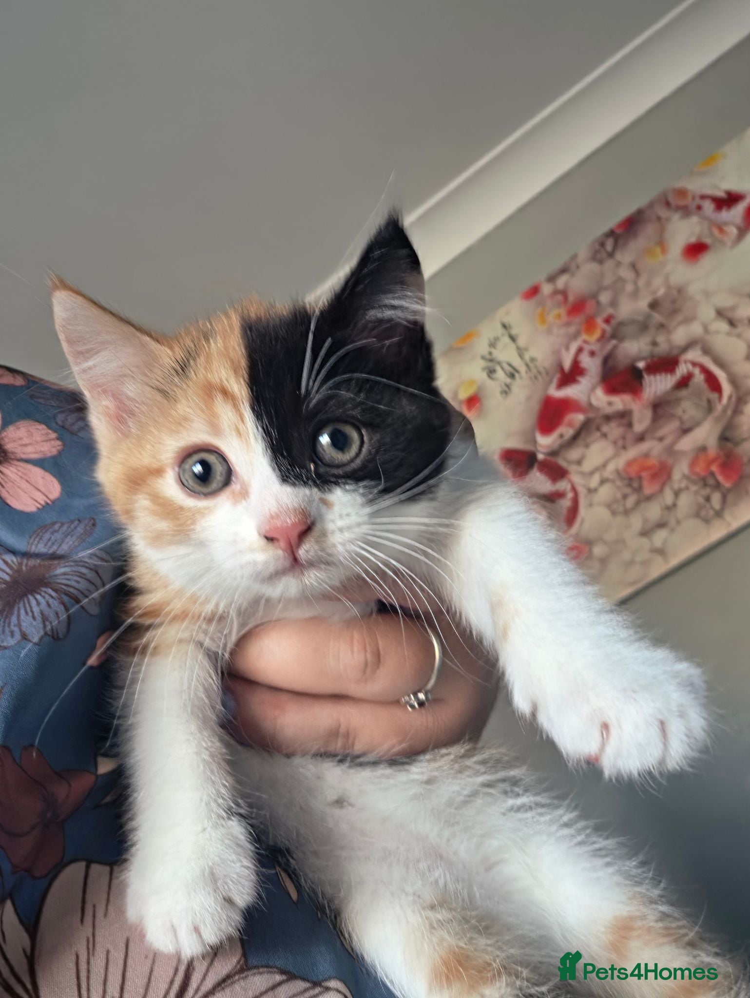 Mixed Breed cats 1 beautiful girl tortioshell/callico, 1 boy ginger - Advert 17
