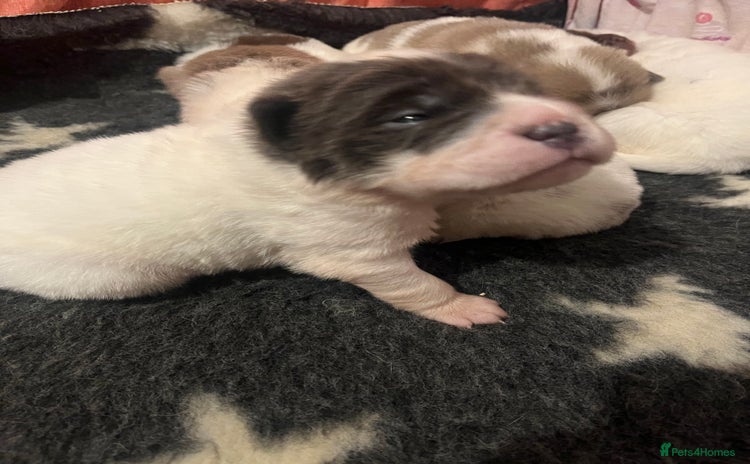 Shar Pei dogs Amazing flower bear coat !!!  - Advert 5