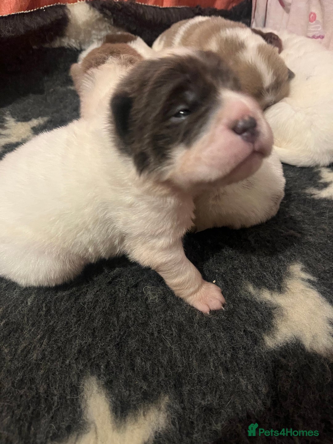 Shar Pei dogs for sale: Ready now amazing bear coat !!!!  - Advert 14