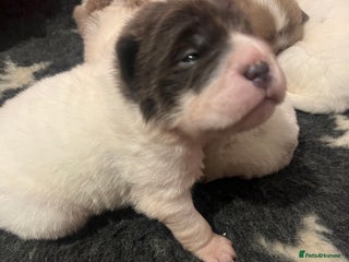 Shar Pei dogs Amazing flower bear coat !!! - Advert 3