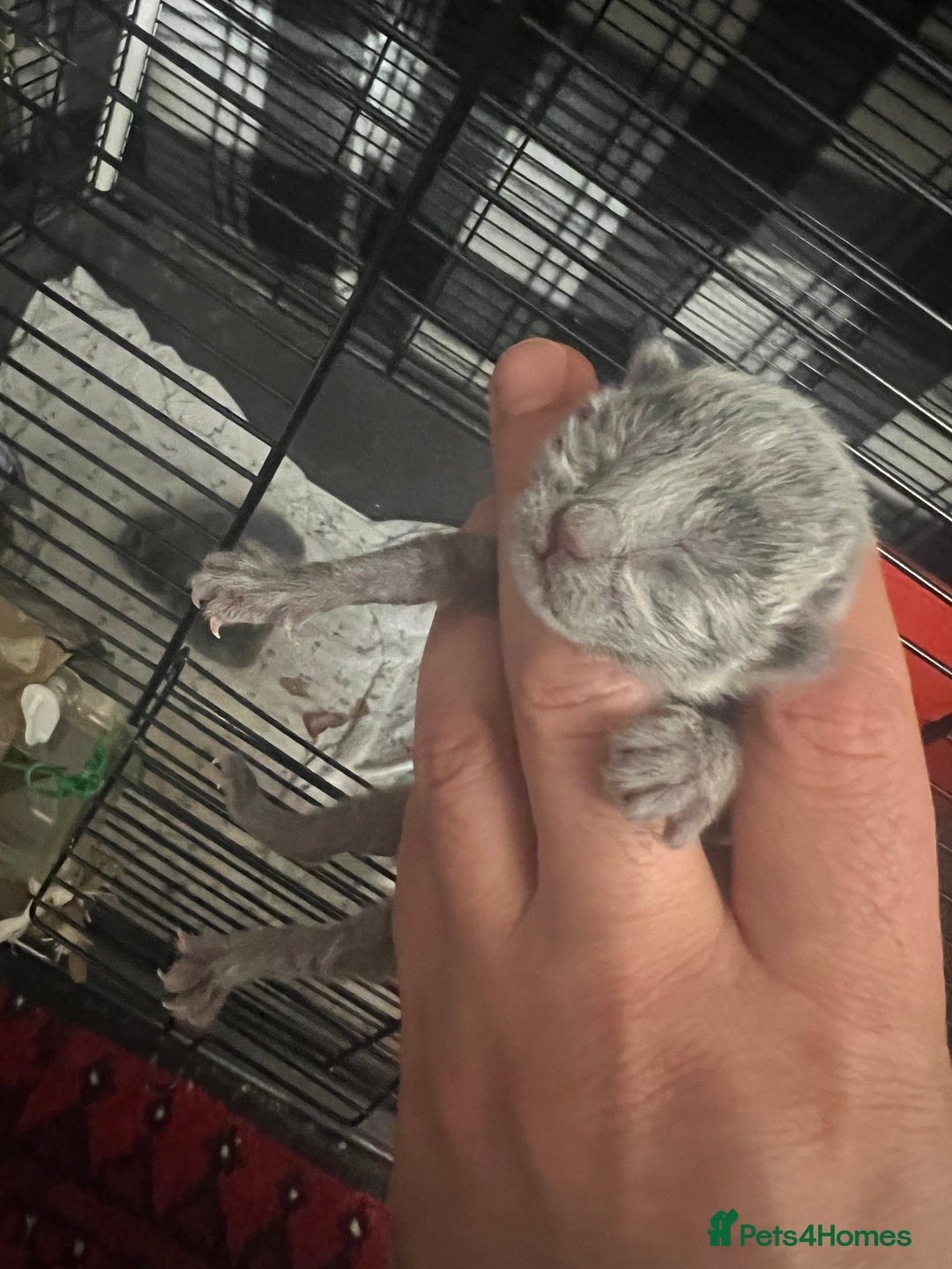 Russian Blue cats for sale: Adorable Russian blue kitten champion bloodline - Image 5