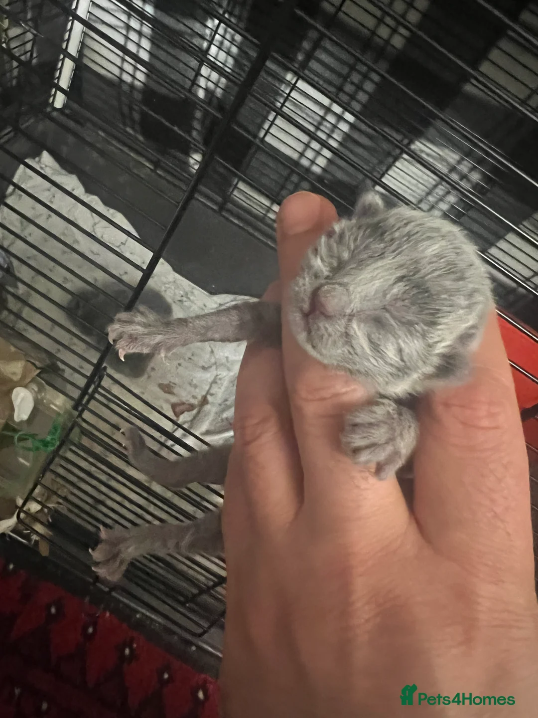 Russian Blue cats for sale: Adorable Russian blue kitten champion bloodline - Advert 19